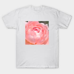 Painted Rose T-Shirt